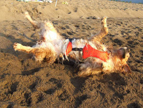 番犬メリーさん写真