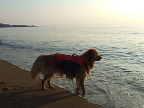 番犬メリーさん写真