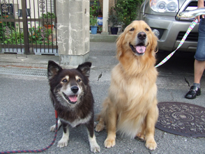 番犬メリーさん写真