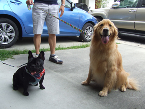 番犬メリーさん写真