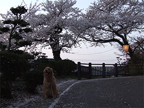 番犬メリーさん写真