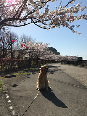 番犬メリーさん写真