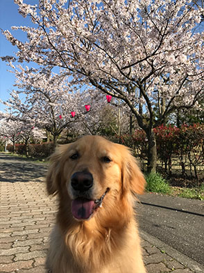 番犬メリーさん写真