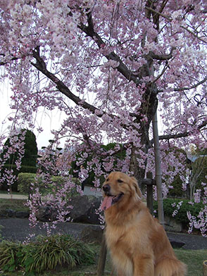 番犬メリーさん写真