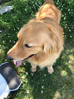 番犬メリーさん写真