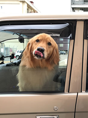 番犬メリーさん写真