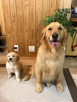 番犬メリーさん写真