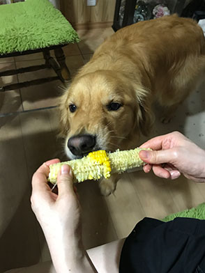 番犬メリーさん写真