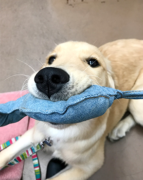 看板犬メリーさん&ルルさん写真