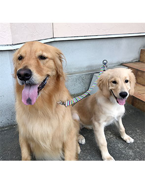 看板犬メリーさん&ルルさん写真