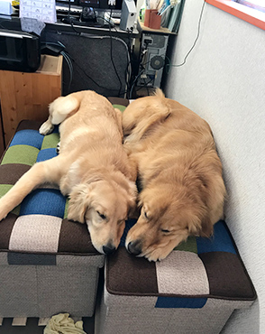 看板犬メリーさん&ルルさん写真