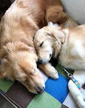 看板犬メリーさん&ルルさん写真