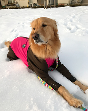 看板犬メリーさん&ルルさん写真