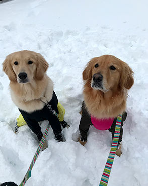 看板犬メリーさん&ルルさん写真