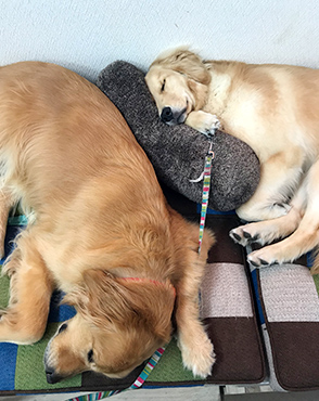 看板犬メリーさん&ルルさん写真