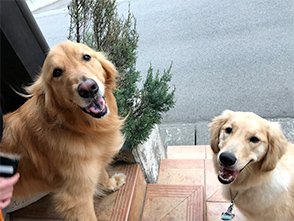 看板犬メリーさん&ルルさん写真