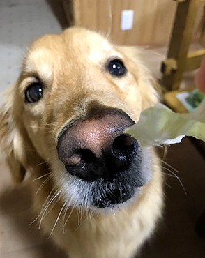 看板犬メリーさん&ルルさん写真