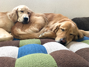 看板犬メリーさん&ルルさん写真