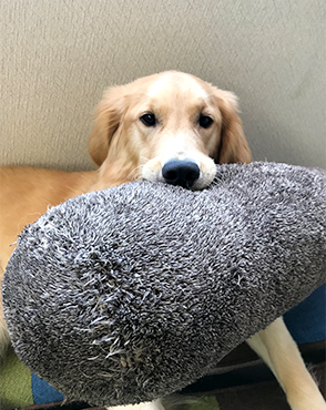 看板犬メリーさん&ルルさん写真