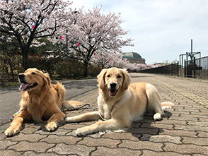 看板犬メリーさん&ルルさん写真