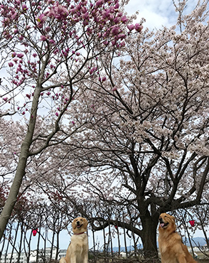 看板犬メリーさん&ルルさん写真