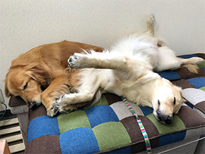 看板犬メリーさん&ルルさん写真