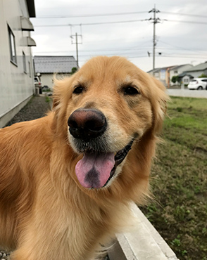 看板犬メリーさん&ルルさん写真