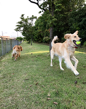 看板犬メリーさん&ルルさん写真