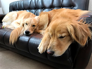 看板犬メリーさん&ルルさん写真