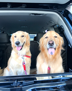 看板犬メリーさん&ルルさん写真