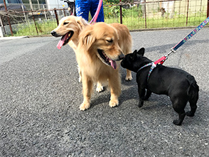 看板犬メリーさん&ルルさん写真