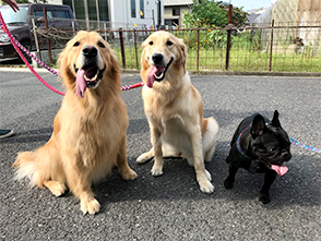 看板犬メリーさん&ルルさん写真