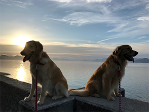 看板犬メリーさん&ルルさん写真