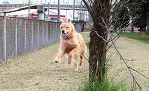 看板犬メリーさん&ルルさん写真