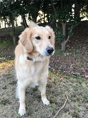 看板犬メリーさん&ルルさん写真