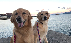 看板犬メリーさん&ルルさん写真