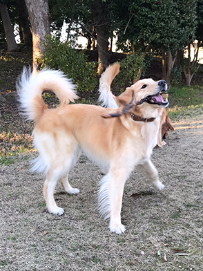 看板犬メリーさん&ルルさん写真