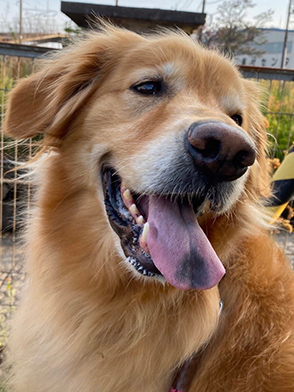 看板犬メリーさん&ルルさん写真