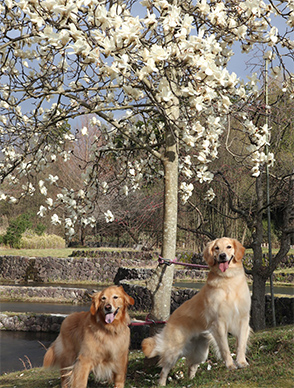 看板犬メリーさん&ルルさん写真