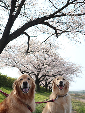 看板犬メリーさん&ルルさん写真