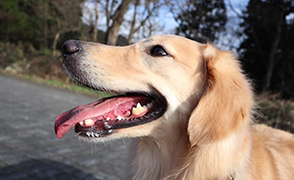 看板犬メリーさん&ルルさん写真