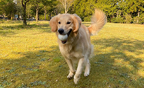 看板犬メリーさん&ルルさん写真