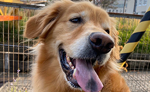 看板犬メリーさん&ルルさん写真