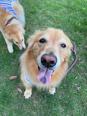 看板犬メリーさん&ルルさん写真