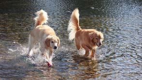 看板犬メリーさん&ルルさん写真